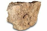 Flower-Like Sandstone Concretion - Pseudo Stromatolite #289019-2